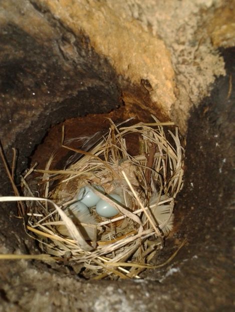  - AAAAAA_CUIB GRAURI 2018_2019_2020_2022_2023