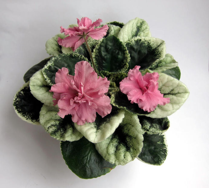 poza net - LE Lyudmila