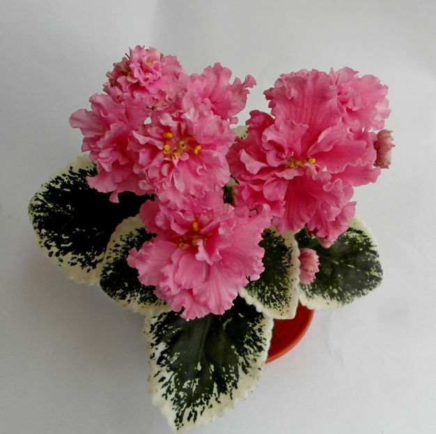 poza net - LE Lyudmila