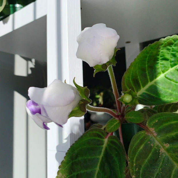  - Plante de interior 2020