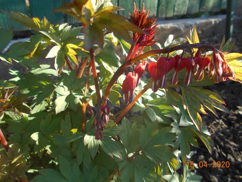 Dicentra - 1Primavara 2020