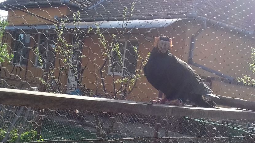 Mascul 2016 - Lot 2020