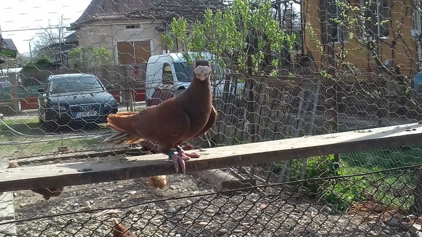 Mascul 2018 - Lot 2020