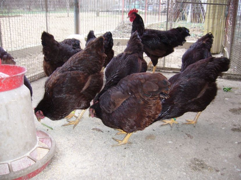 P1050318 - gaini rode island 2020