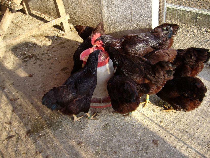 P1050331 - gaini rode island 2020