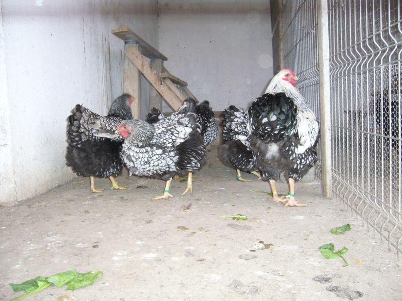 P1050323 - gaini wiandotte argintiu2020