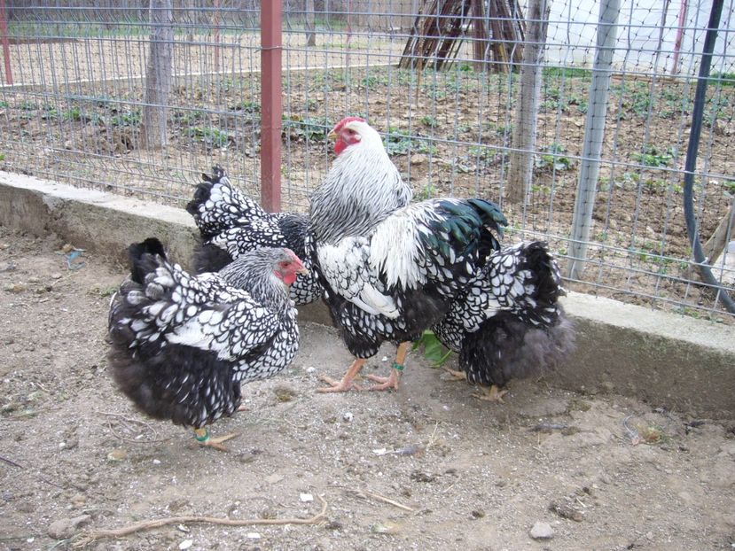 P1050324 - gaini wiandotte argintiu2020