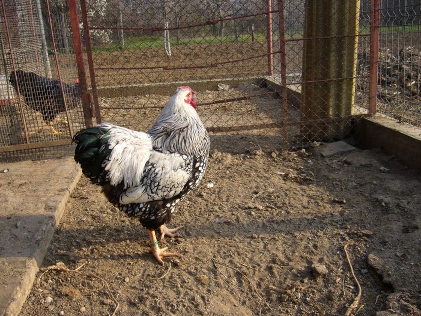 P1050328 - gaini wiandotte argintiu2020