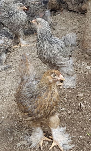  - a__Pui si tineret brahma 2020