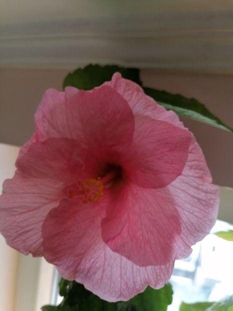  - Hibiscus