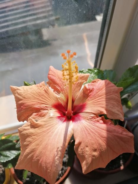  - Hibiscus