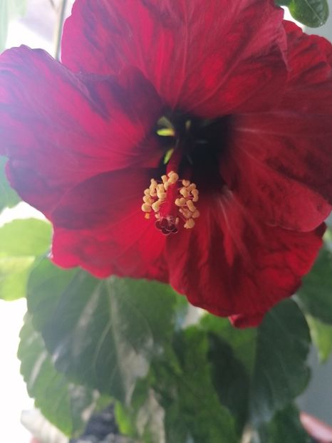  - Hibiscus