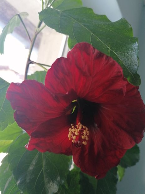  - Hibiscus