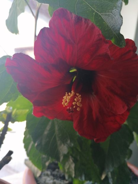  - Hibiscus