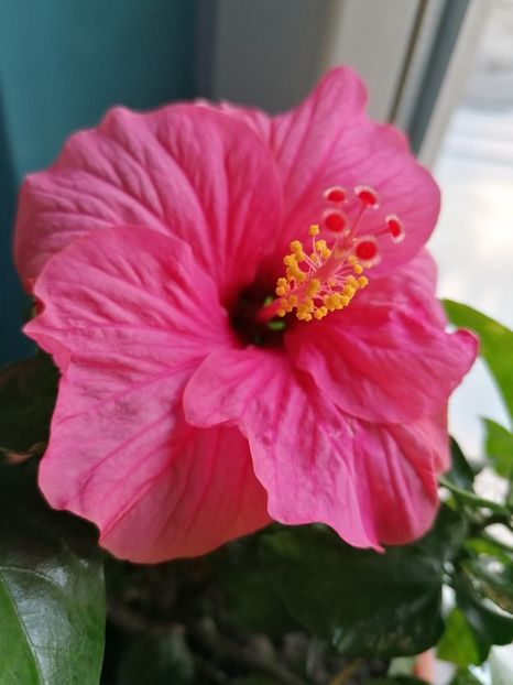  - Hibiscus