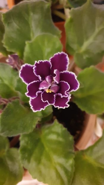 LE Macho - violete