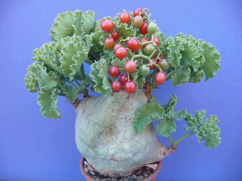 Cyphostemma uter - Vase - aranjamente - accesorii