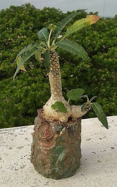 Dorstenia crispa - Vase - aranjamente - accesorii