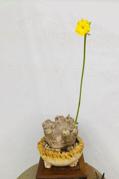 Pachypodium eburneum - Vase - aranjamente - accesorii