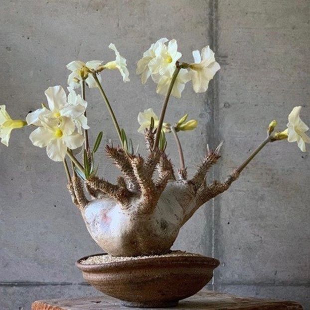 Pachypodium inopinatum - Vase - aranjamente - accesorii