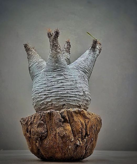 Pachypodium rosulatum ssp. gracilius - Vase - aranjamente - accesorii