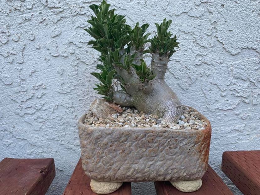 Pachypodium saundersii - Vase - aranjamente - accesorii