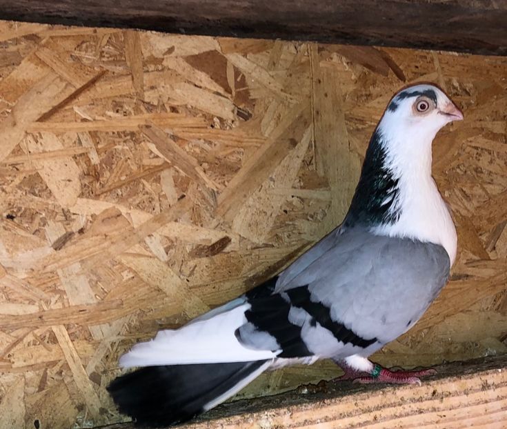 mascul  2019 - 0000001 prin voliere