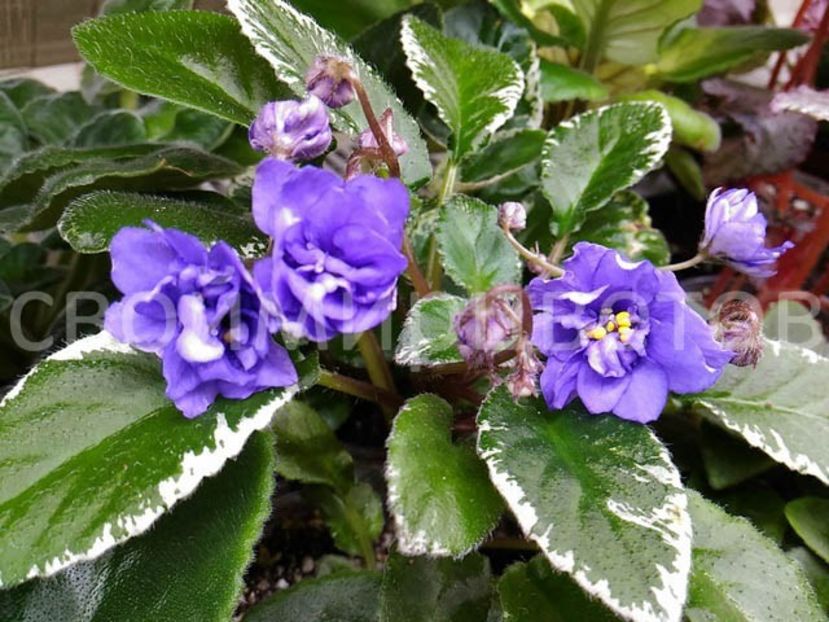 poza net - LE-Rio Grande trail