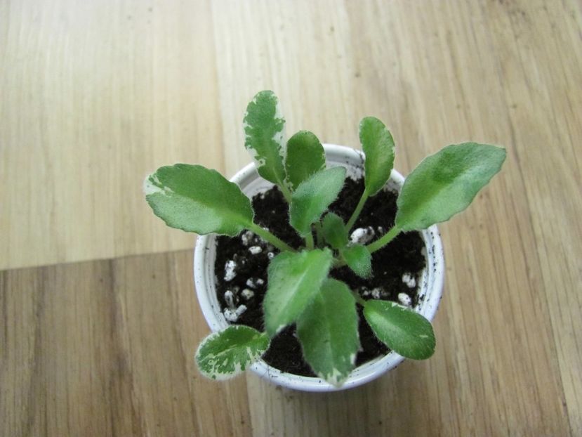  - LE-Rio Grande trail