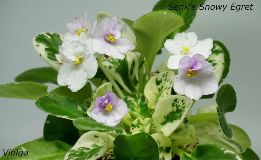 poza net - ZZZSenk s Snowy Egret