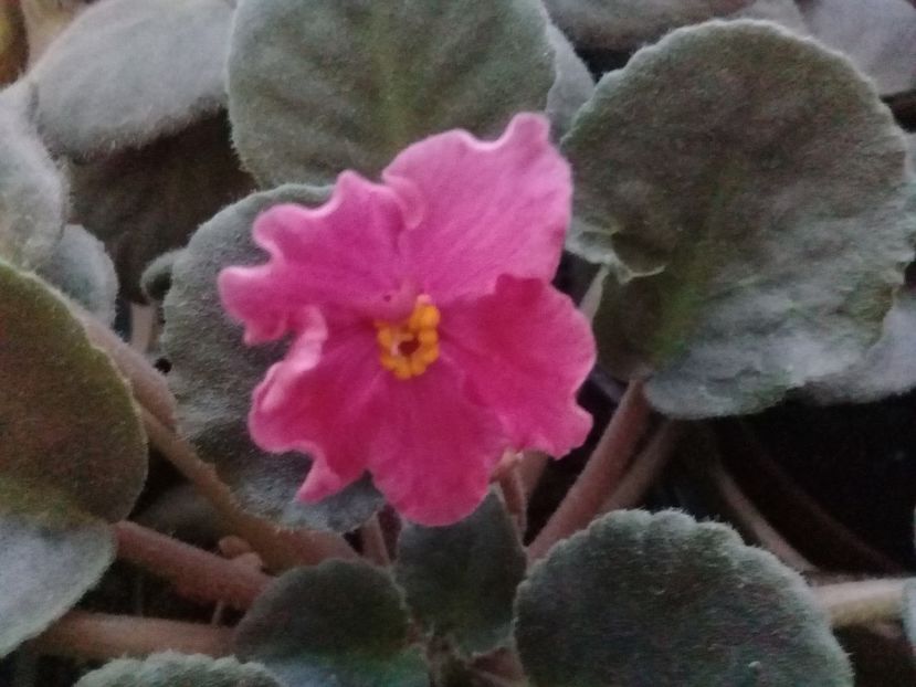  - Alte flori