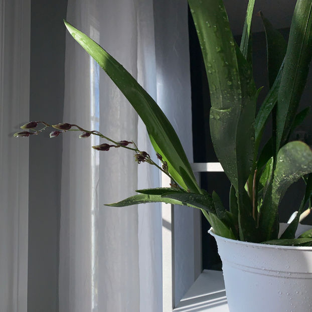  - Plante de interior 2020