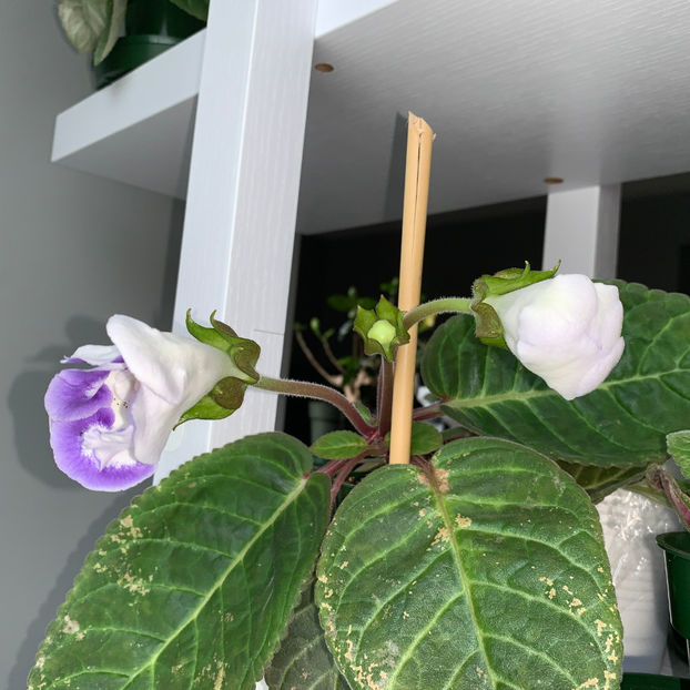  - Plante de interior 2020