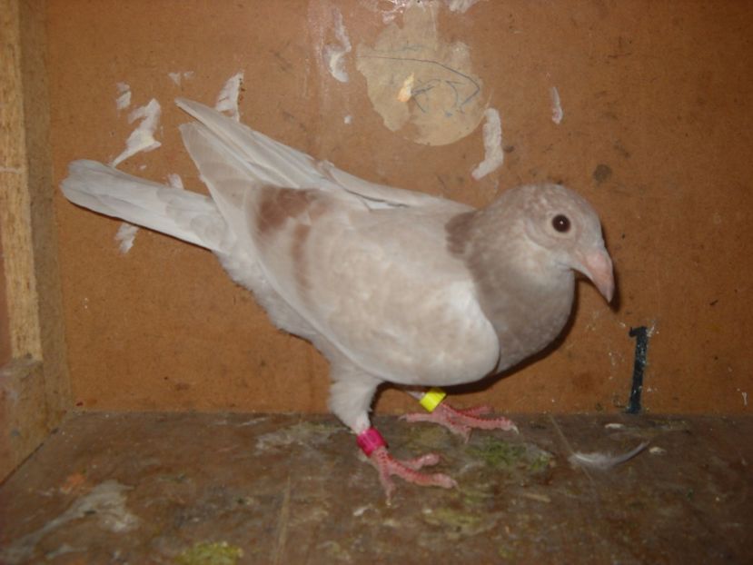  - PORUMBEI VANDUTI 2