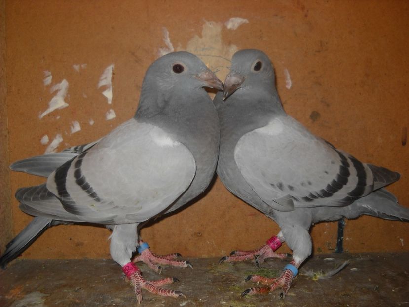  - UNDEVA IN SUCEAVA arhiva