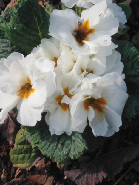  - dragostea  de natura