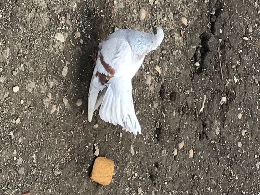 3771E578-A557-4484-89F7-8E69026D07B9 - Zburători Argintii