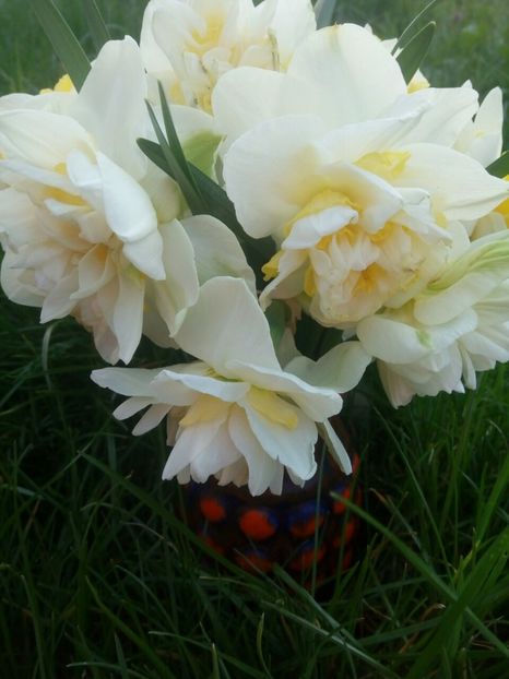 White Lion - LALELE si NARCISE