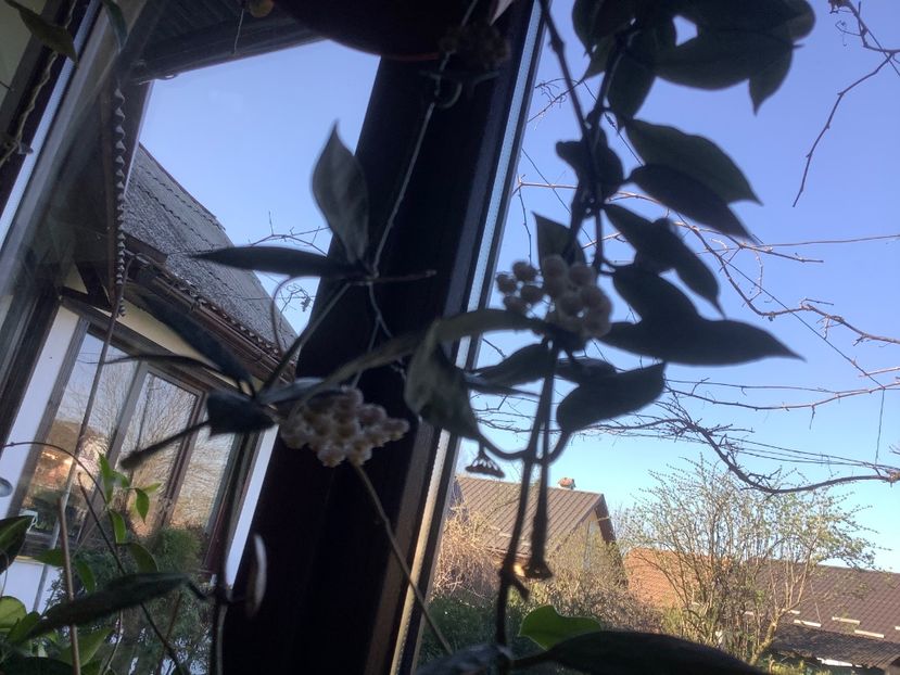 5994873E-2692-4627-9F3C-E05651ED1272 - Lacunosa