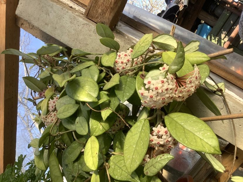  - Hoya Carnosa Floarea de ceara 2017