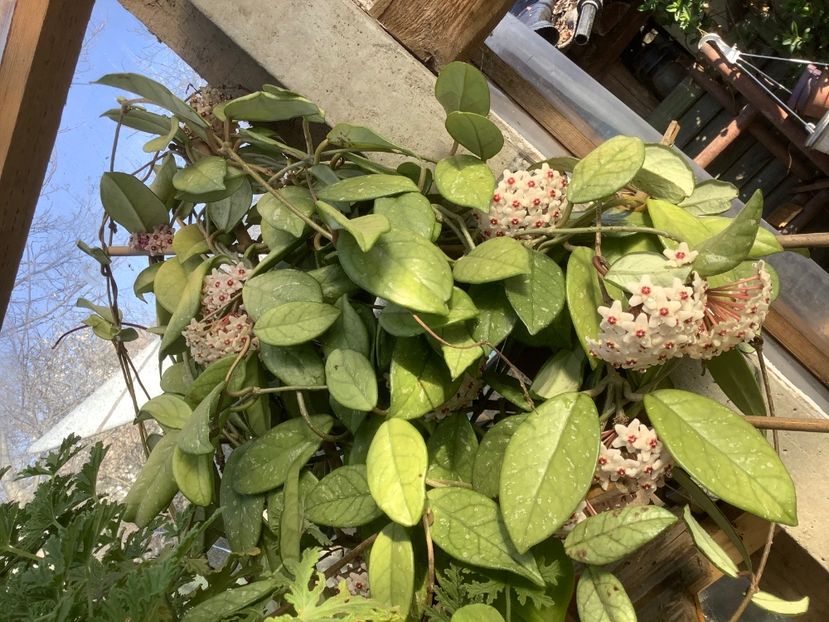  - Hoya Carnosa Floarea de ceara 2017