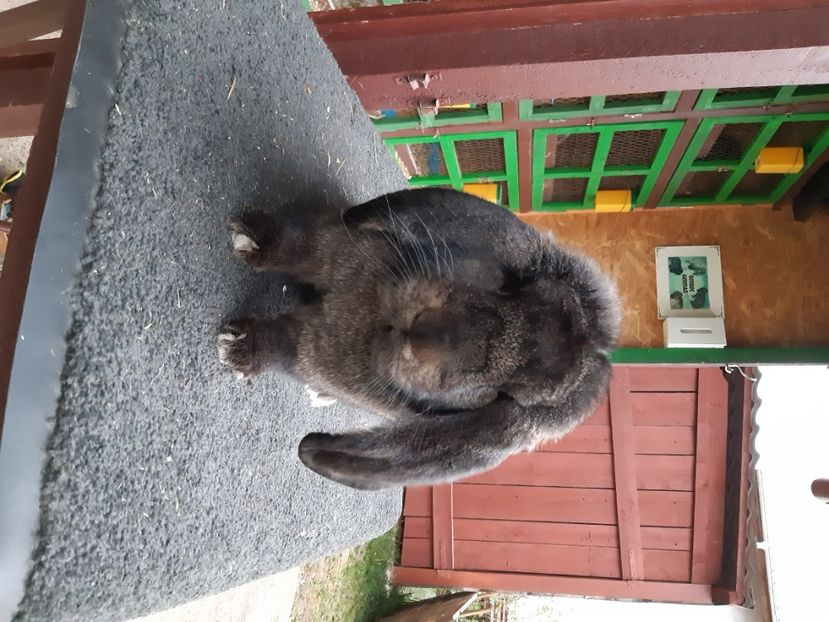  - Mascul 3 GriFier Dobre