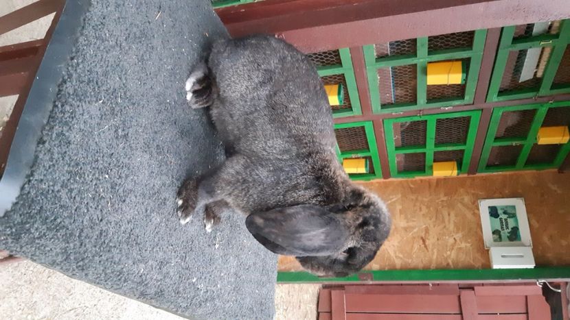  - Mascul 3 GriFier Dobre