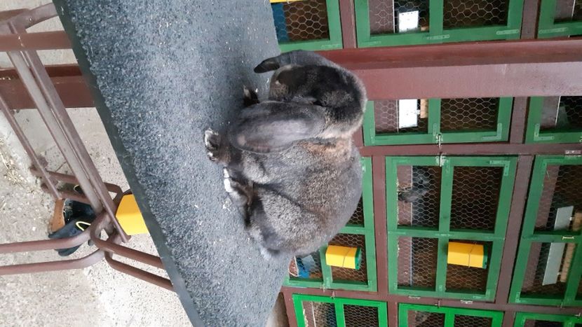  - Mascul 3 GriFier Dobre