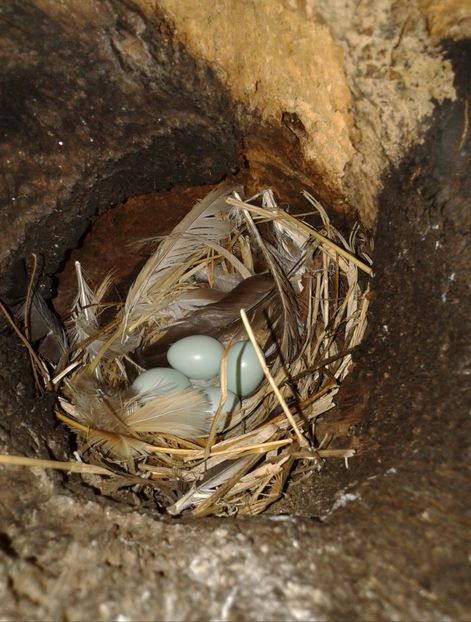  - AAAAAA_CUIB GRAURI 2018_2019_2020_2022_2023