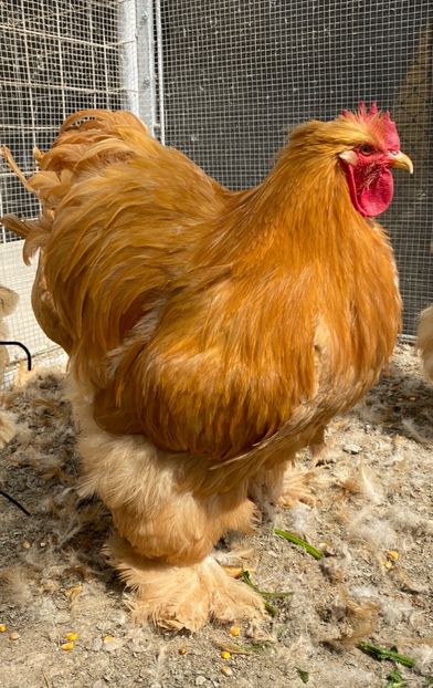 2A8C9A66-6A93-45F6-9164-C8BEC6D80FA4 - Cochinchina