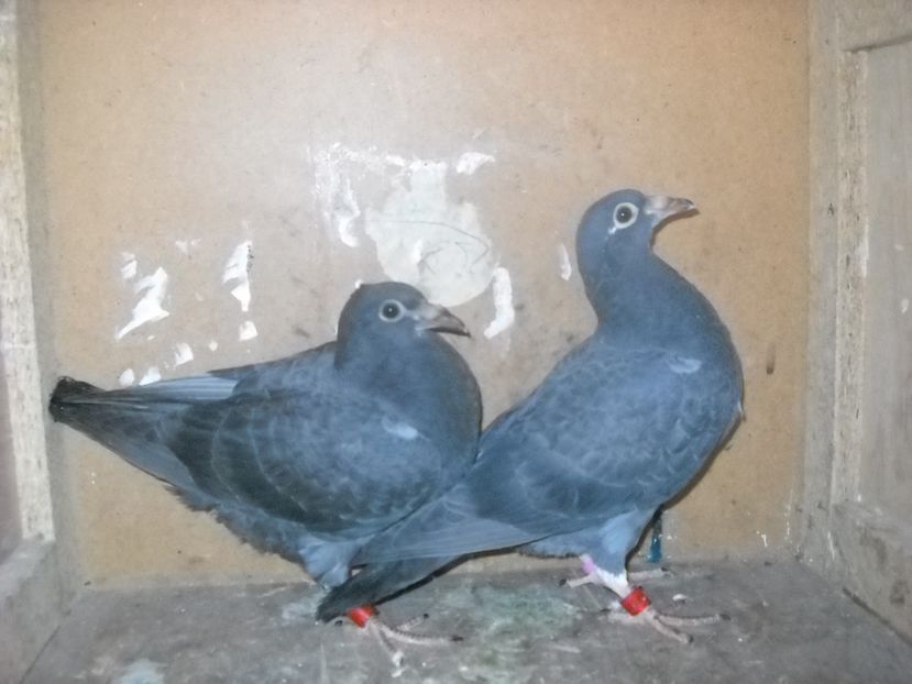  - UNDEVA IN SUCEAVA arhiva