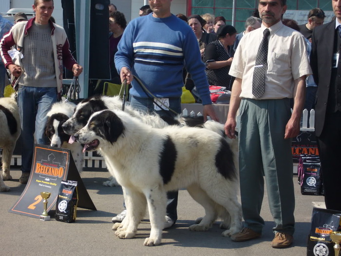  - 7-CAC SUCEAVA-5-04-2009