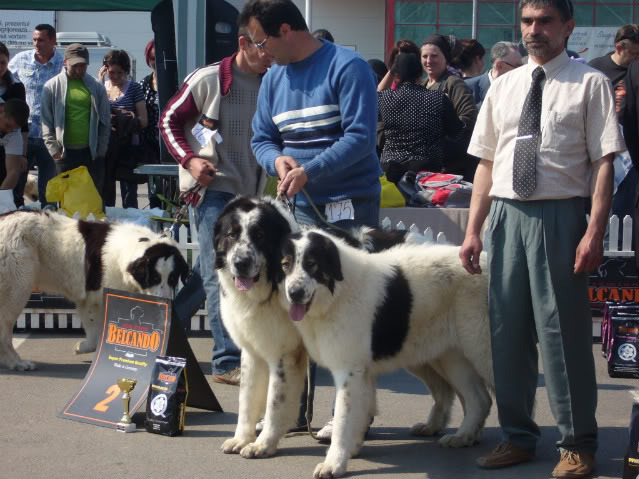  - 7-CAC SUCEAVA-5-04-2009