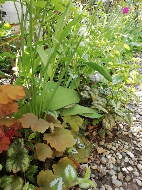  - Heuchera Heucherella si Hosta